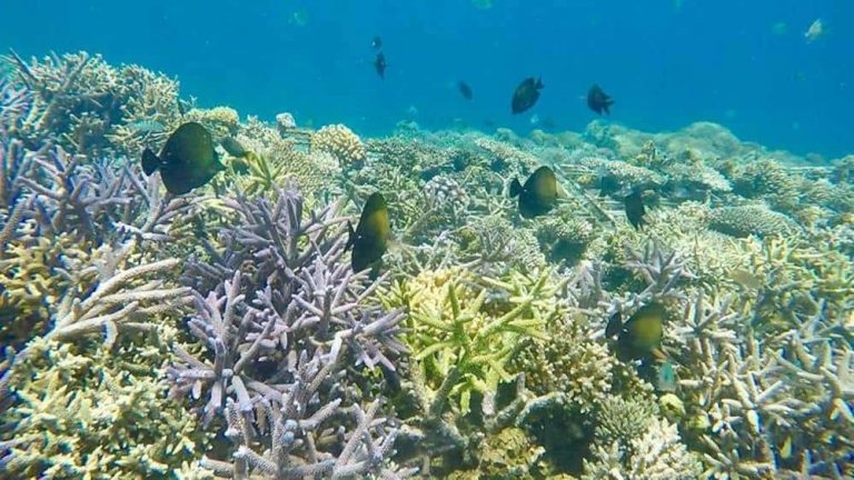 Tour, Camping And Snorkeling Gili Kondo Island